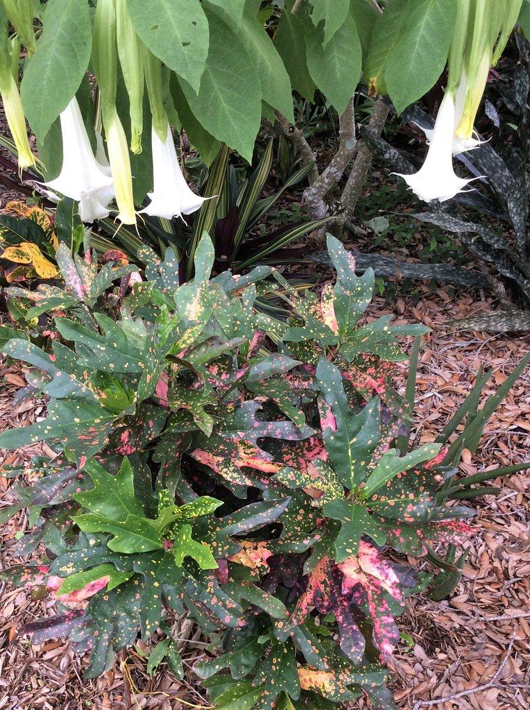 Thanksgiving Croton.JPG