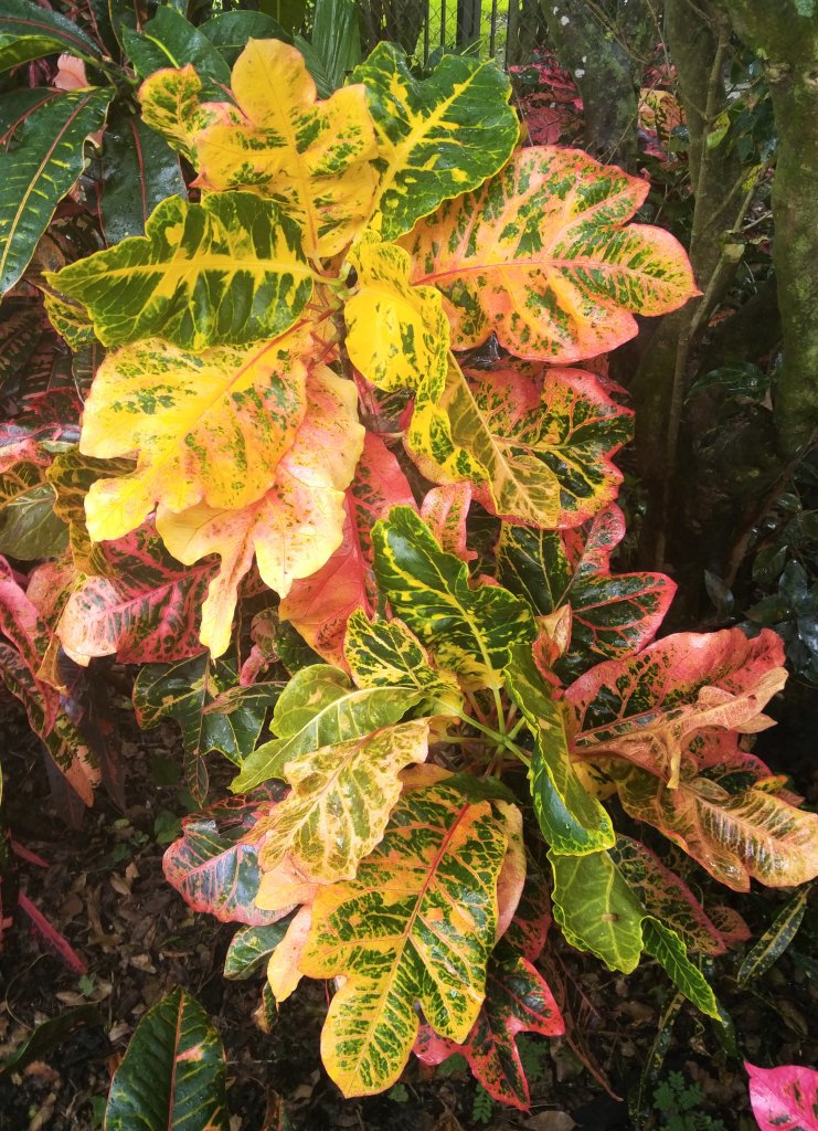 The other Frank Brown.jpg