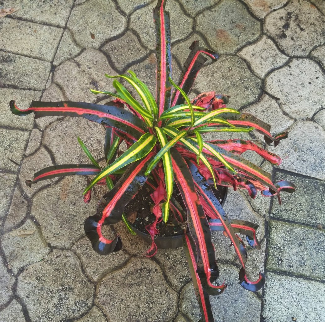 tommy halgrim jr.jpg