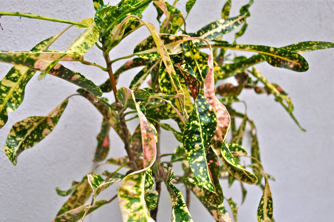 Tonya Hanks-Hanks.JPG