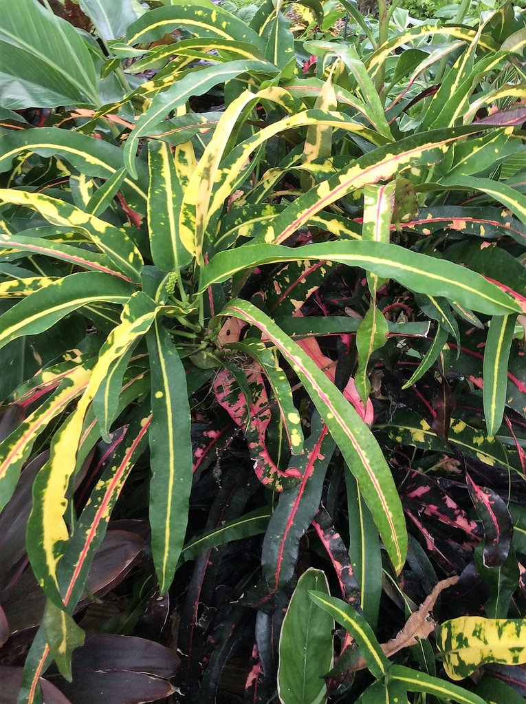 Trinidad Interrupted October.JPG