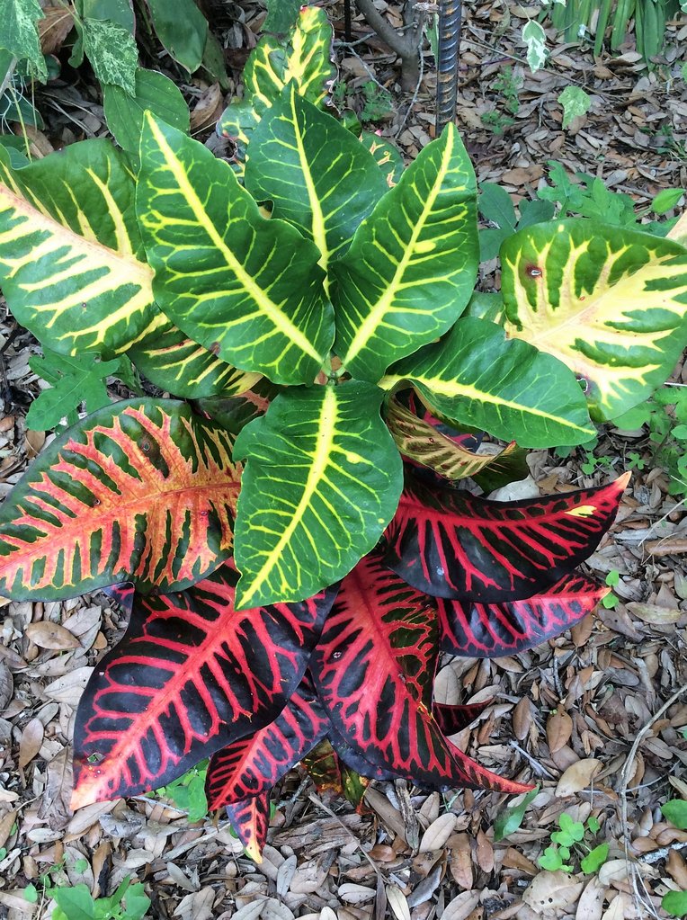 Unknown Davis Estate October.JPG