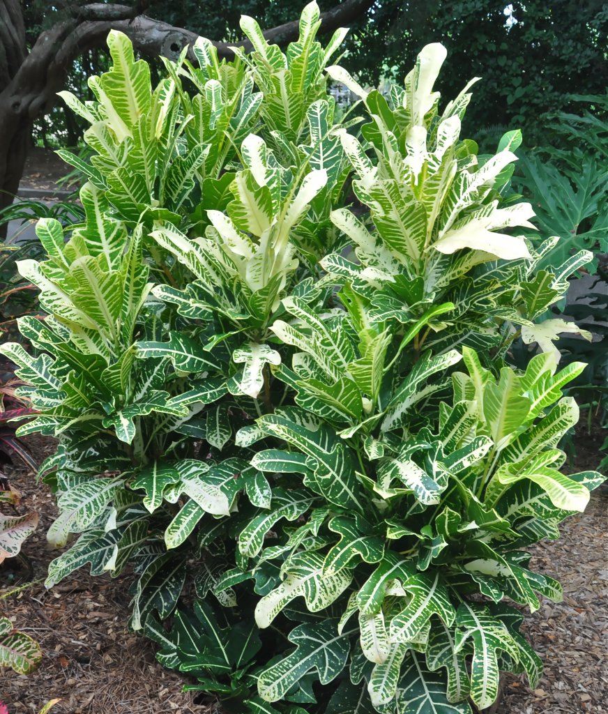 White Ann Rutherford-Ana.JPG