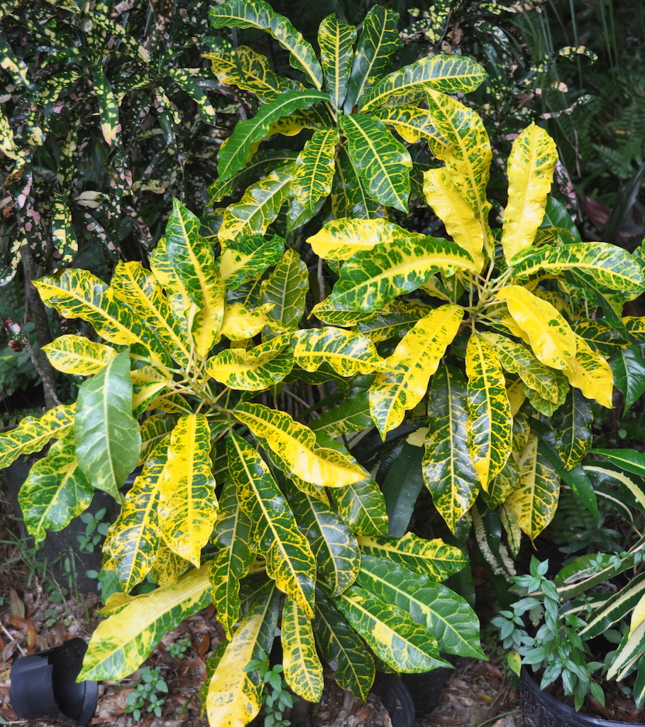 Yellow Charmer-Keith.jpg