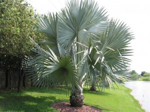 Bismarkia Palm_JPG.jpg