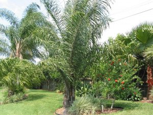 Gru Gru Palm_JPG.jpg