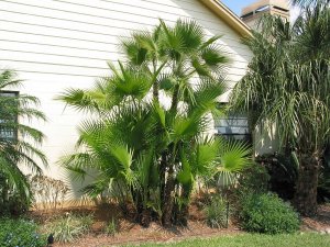 Paurotis Palm_JPG.jpg