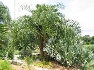 Phoenix reclinata and Serenoa repens_JPG.jpg