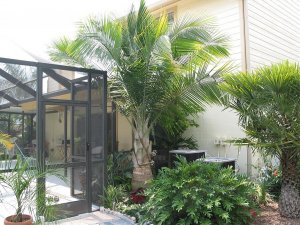 Majesty palm by house_JPG.jpg