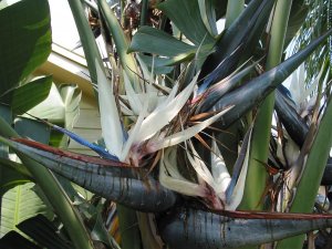 White Bird of Paradise_JPG.jpg