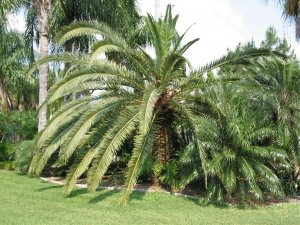 palm island Carnary Island Date palm_JPG.jpg