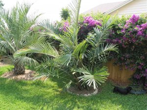 Arenga engleri_JPG.jpg