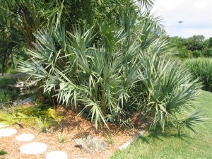 Serenoa repens_JPG.jpg