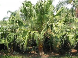 Chinese Fan Palm_JPG.jpg