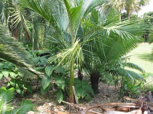 Archontophoenix cunninghamiana - Piccabeen Palm_JPG.jpg