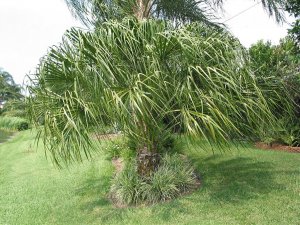 Austrailian Ribbon Palm_JPG.jpg