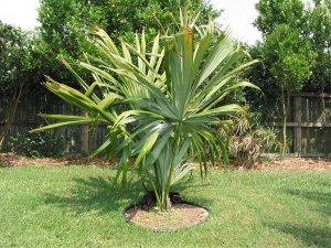 Sabal mauritiiformis_JPG.jpg