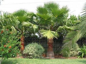 Washingtonia Palms_JPG.jpg
