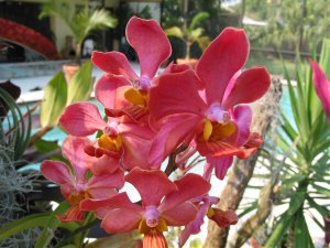 Orchid on driftwood.jpg