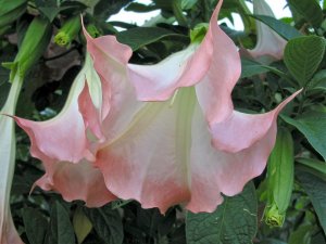 Angel Trumpet closeup 2.jpg
