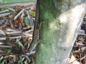 lizzard on citrus tree 2.jpg