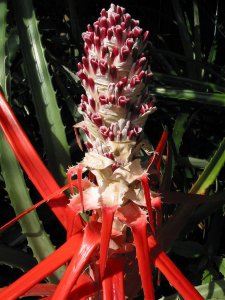 bromeliad bloom 6.jpg