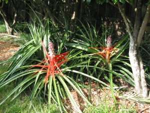 picresized_th_bromeliad_bloom_7.jpg