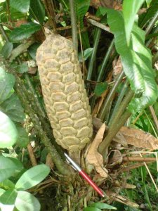 Image1Zamia,  2 conos femeninos.jpg