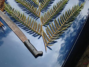 Cyathea con machete.jpg