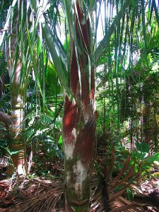 Dypsis robusta._1_2-1.jpg