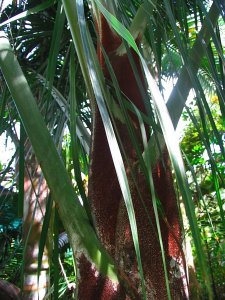 Dypsis robusta.IMG_4538_2_2-1.jpg