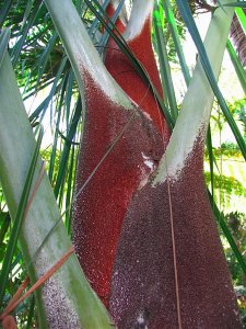 Dypsis robusta.IMG_4541_3_2-1.jpg