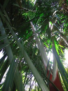 Dypsis robusta.IMG_4542_4_2-1.jpg