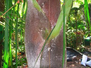 Dypsis robusta..,_1_1-1.jpg