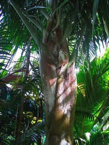 Dypsis robusta.IMG_4539_2_1-1.jpg