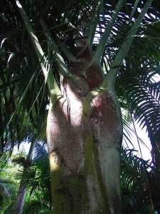 Dypsis robusta.IMG_4540_3_1-1.jpg