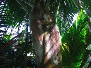 Dypsis robusta.IMG_4544_4_1-1.jpg