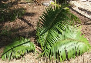 Random garden photos 005.jpg