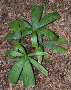 Dypsis sp black stem & others 014.jpg