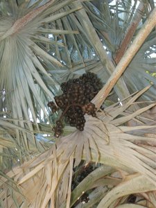 cairns holiday 063.jpg