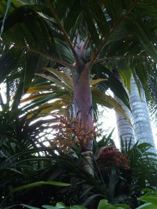 cairns holiday 171.jpg