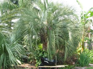 picresized_th_1239924312_palm island Pindo palm.jpg