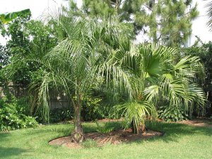 Mule palm and Chinese Fan palm_JPG.jpg
