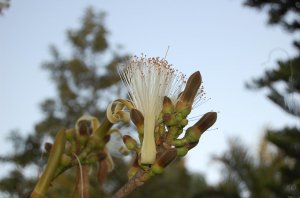 Pseudobombax ellipticum var. alba.jpg