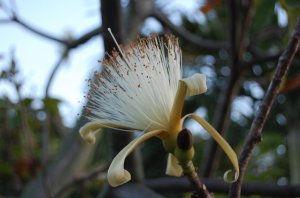 Pseudobombax ellipticum var. alba 3.jpg