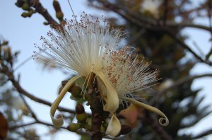 Pseudobombax ellipticum var. alba 4.jpg