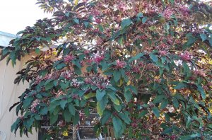 Clerodendrum quadriloculare 5.jpg