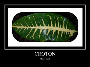 croton mland.jpg