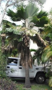 Pritchardia pacifica.JPG