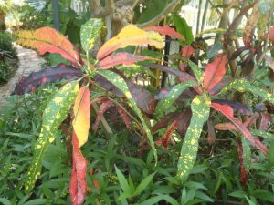 key west april 2012 006.jpg